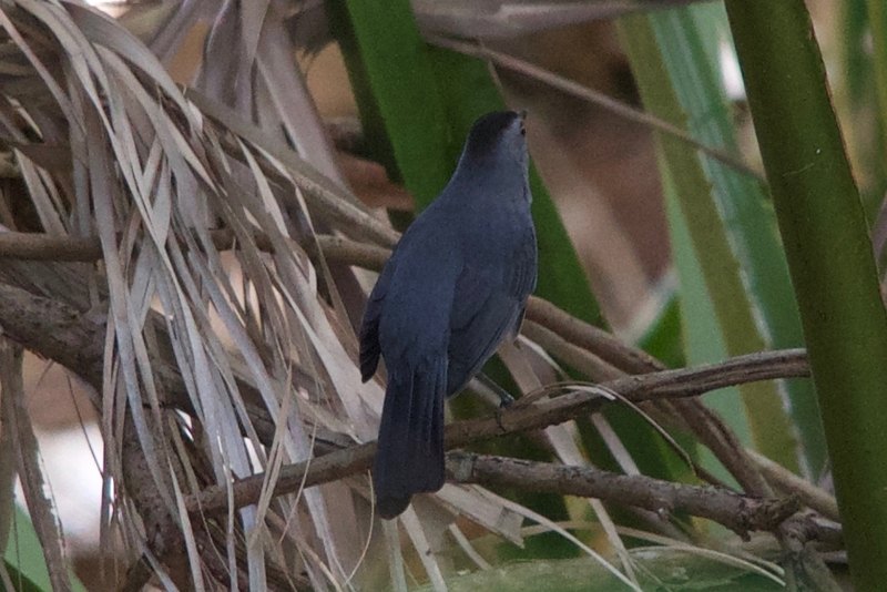 Gray catbird