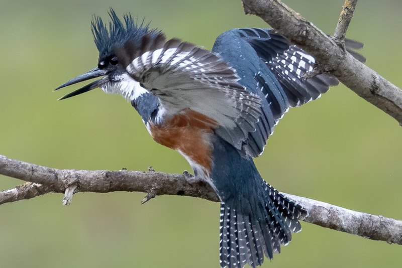 Belted kingfisher