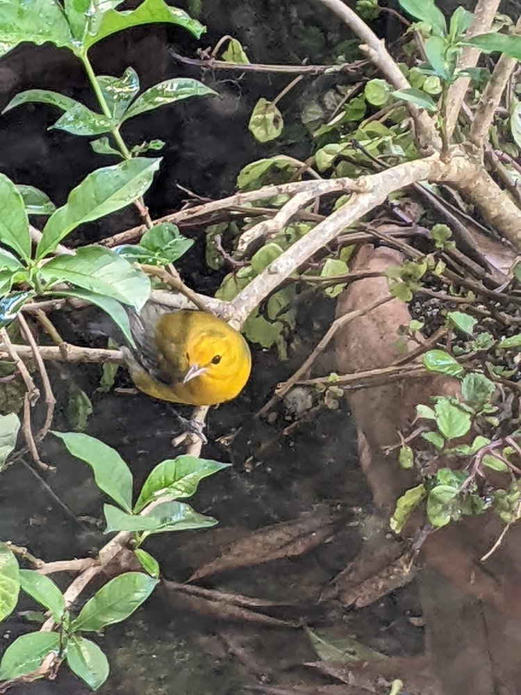 Prothonotary warbler