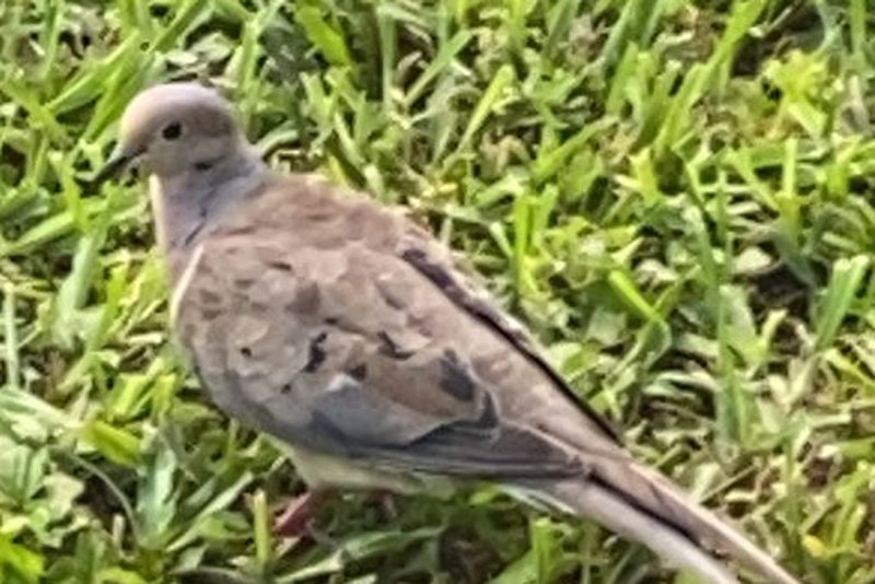 Mourning dove