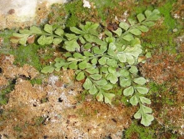 Toothed spleenwort