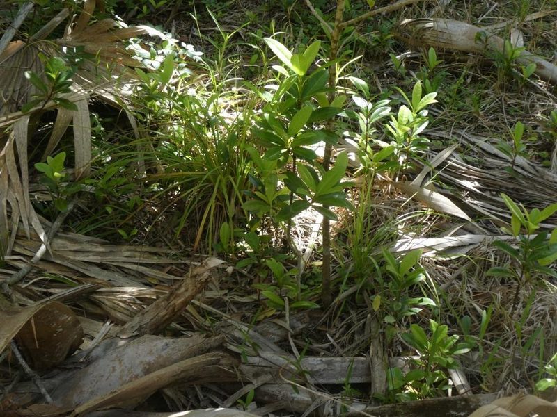 Bermuda sedge