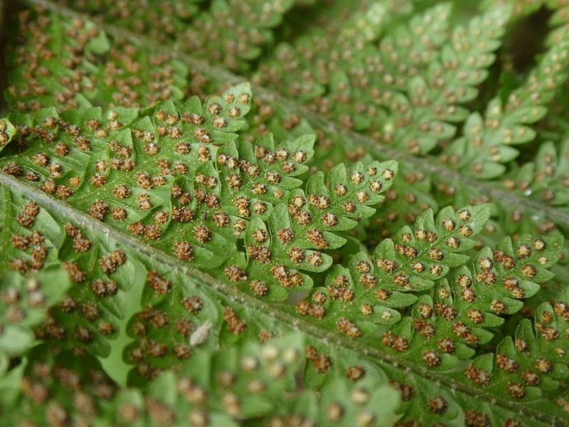 Bermuda cave fern