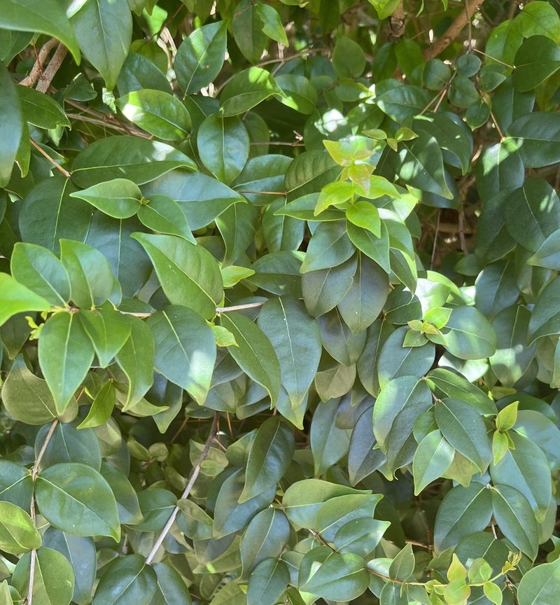 Surinam cherry