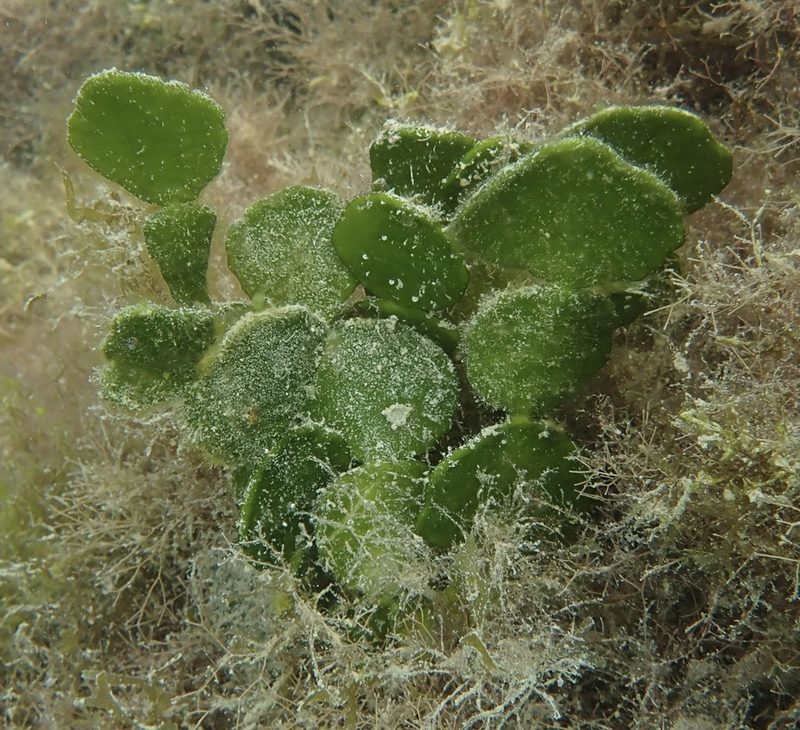 Halimeda (cactus seaweed)