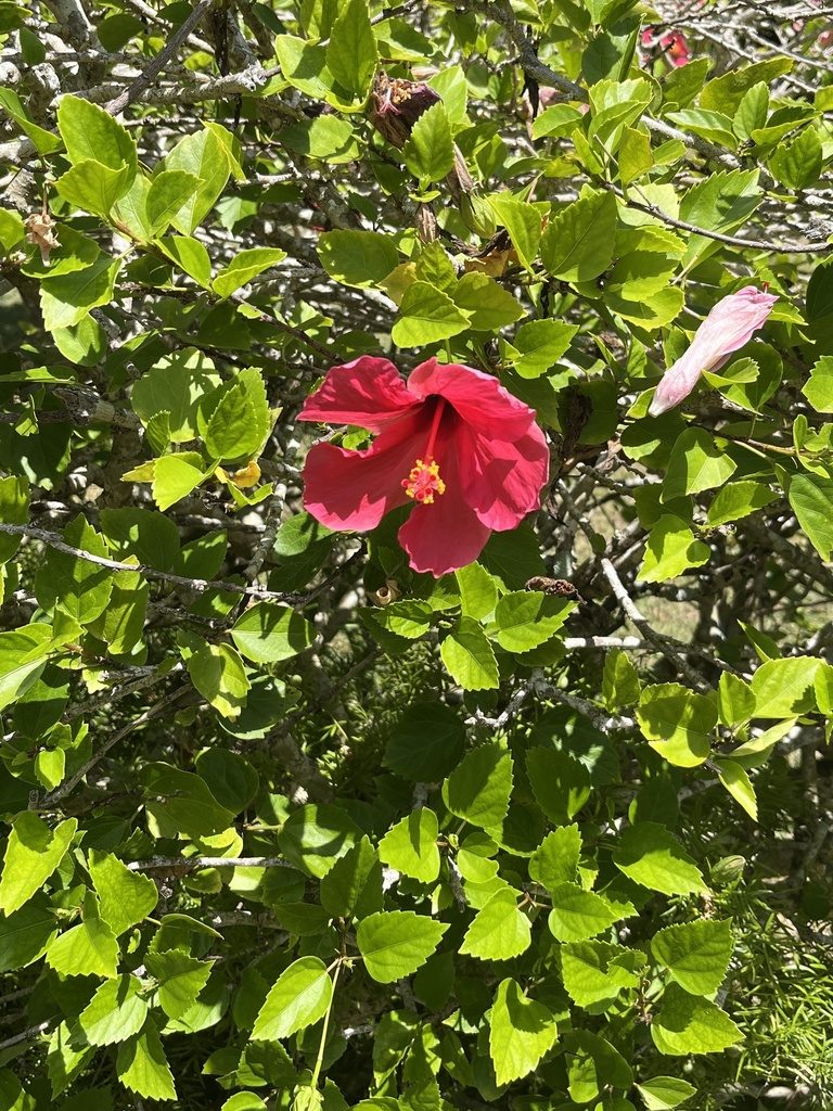 Hibiscus