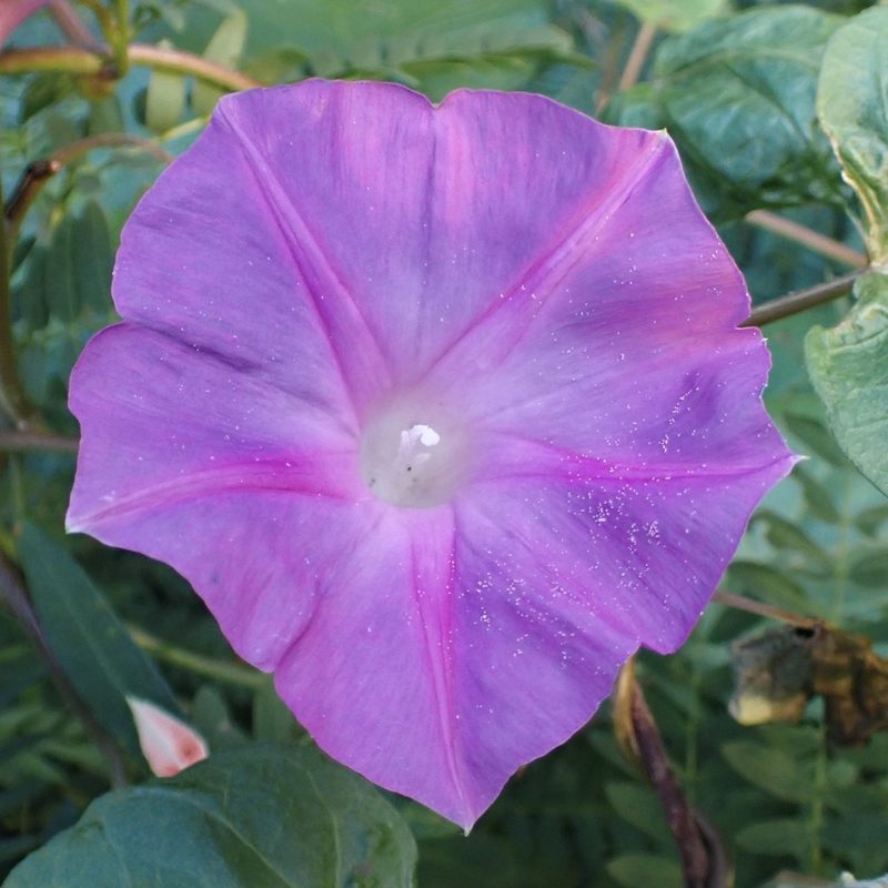 Blue morning glory