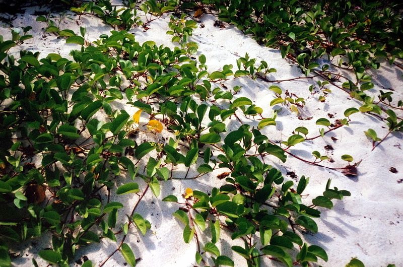 Beach morning glory
