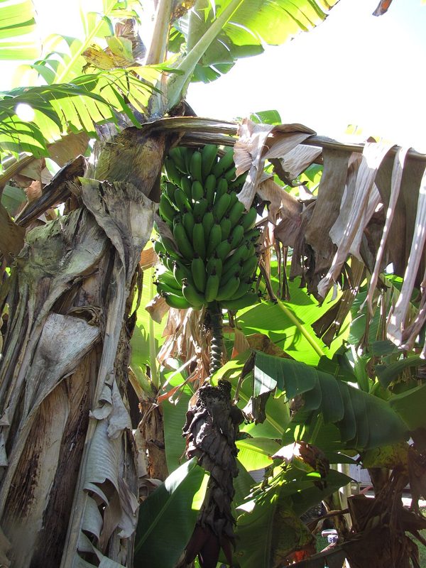 Banana