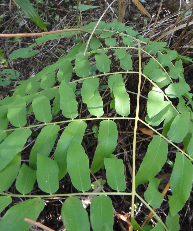 Royal fern
