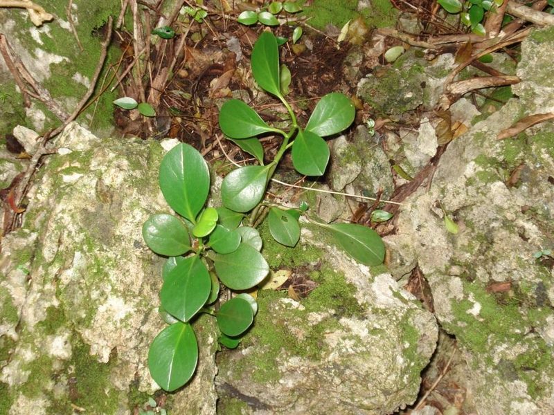 Wild Bermuda pepper