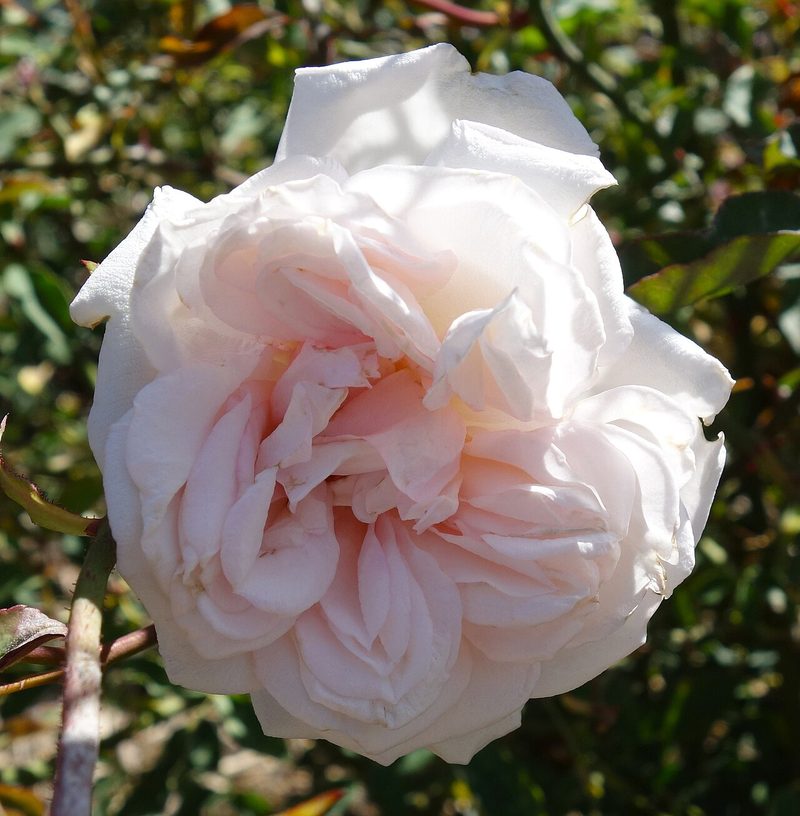 Hume’s Blush Tea-scented China