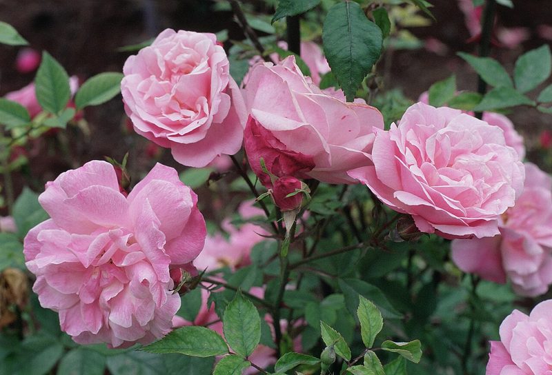 Parsons’ Pink China (Old Blush)