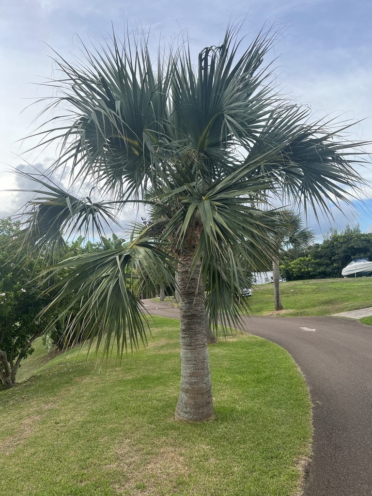 Bermuda palmetto