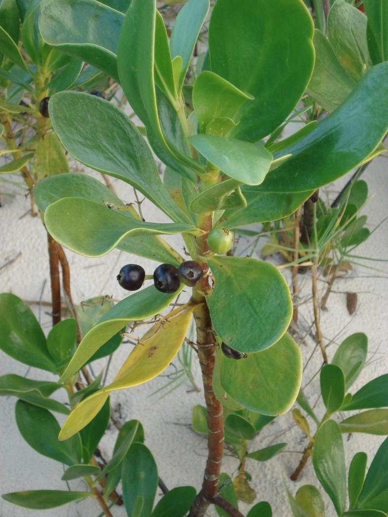 Beach lobelia (inkberry)