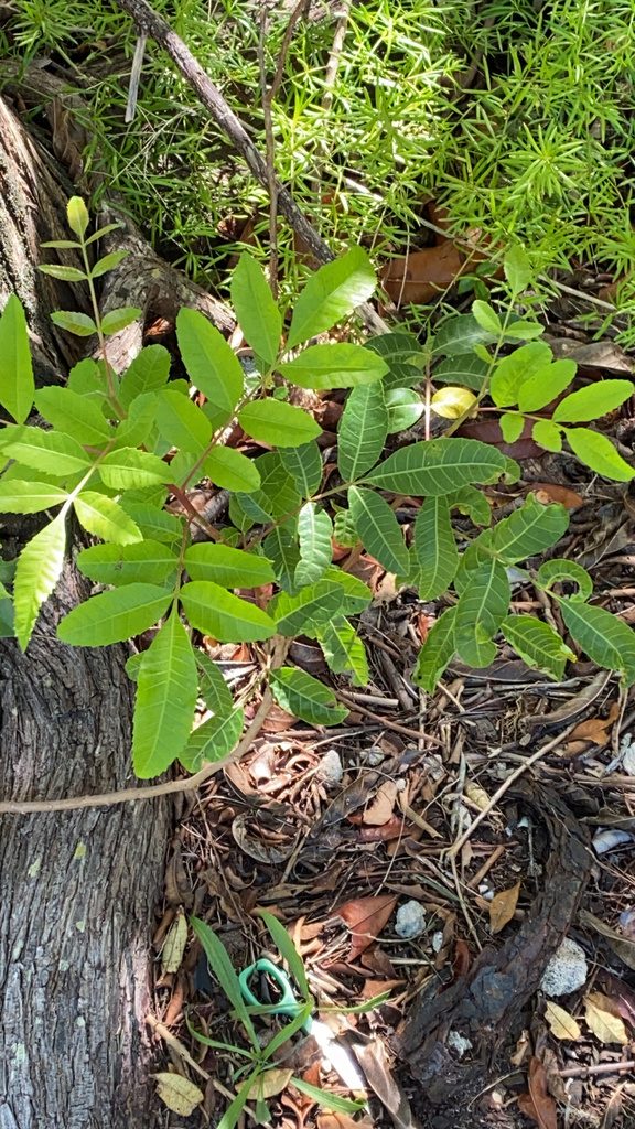 Brazil pepper (Mexican pepper)