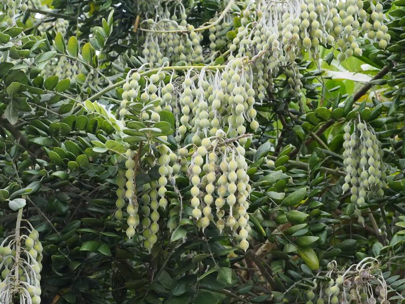 Coast sophora (necklace pod)
