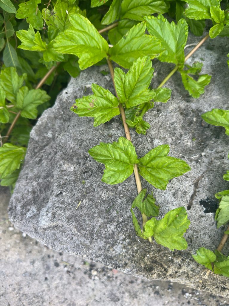 Wedelia (creeping daisy)