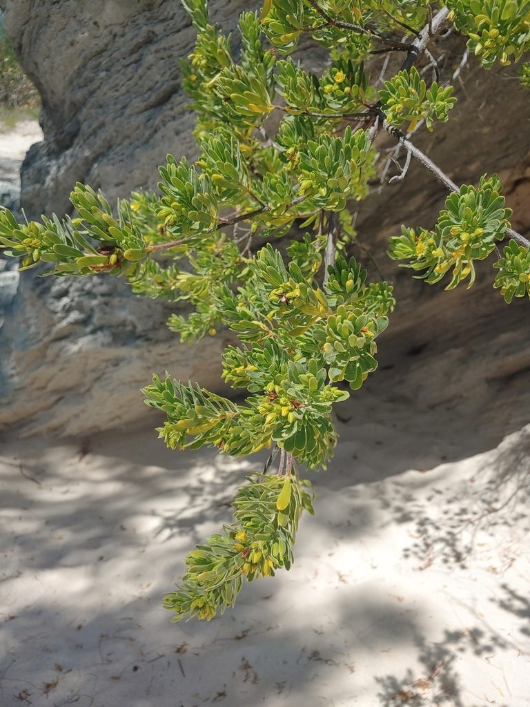 Bay lavender (bay cedar)