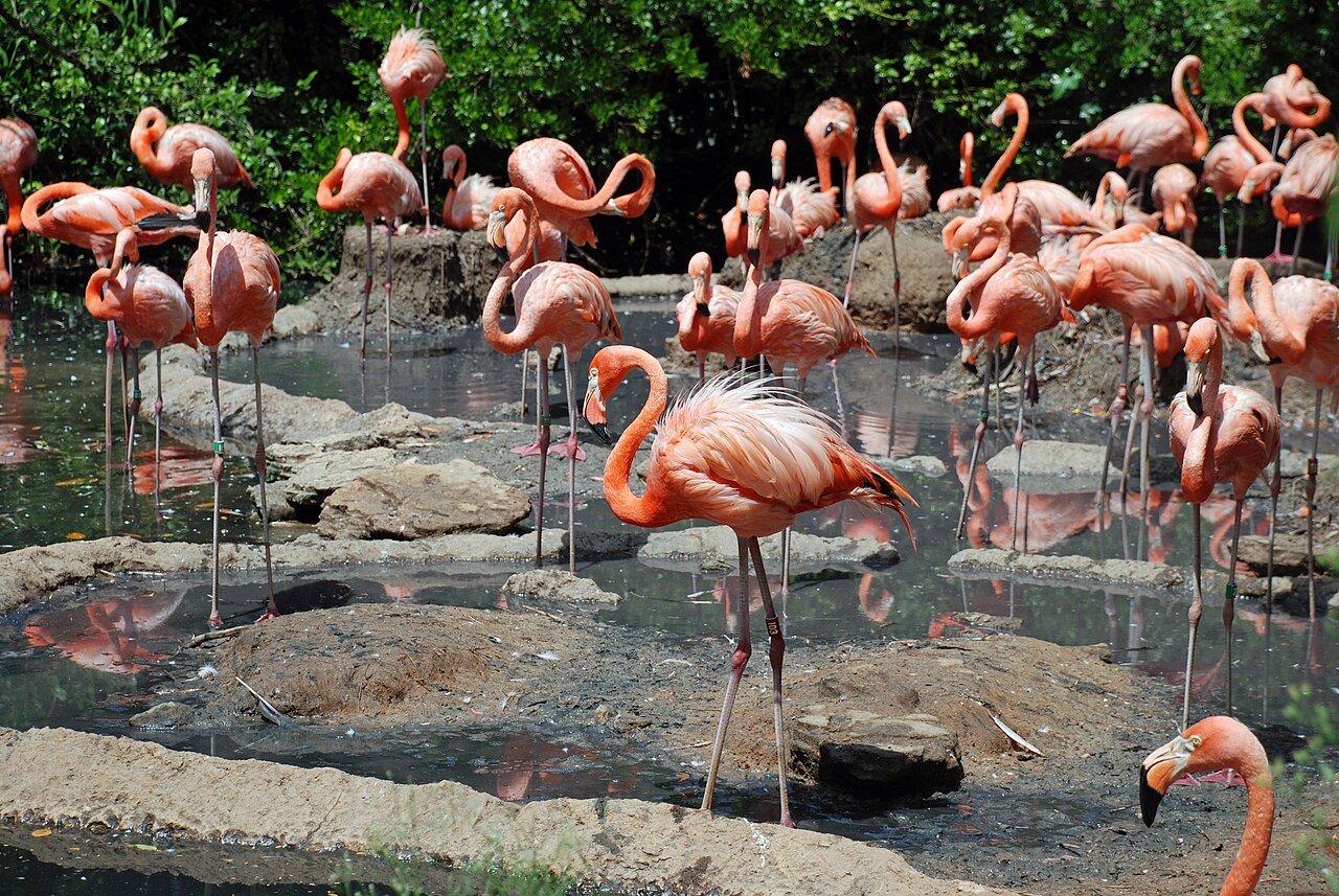 Bermuda Aquarium, Museum & Zoo (BAMZ)