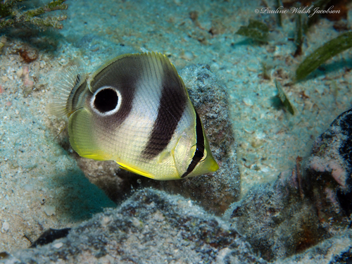 Four-eyed Butterflyfish