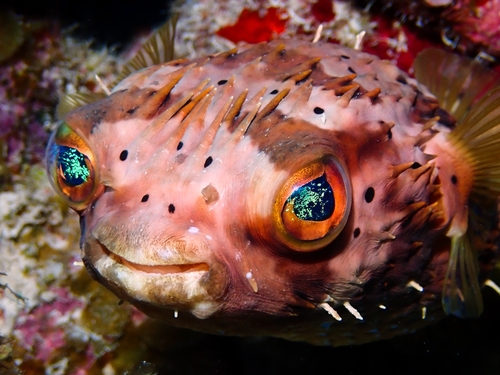 Longspined Porcupinefish