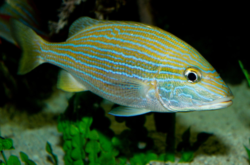Bluestriped Grunt