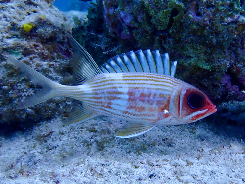 Longspine Squirrelfish