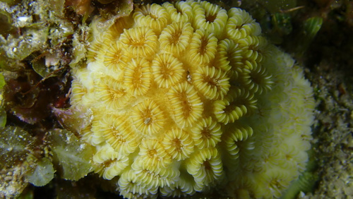 Golf Ball Coral