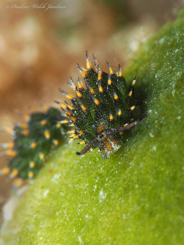 Eyespot Costasiella
