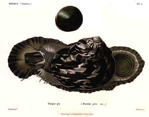 West Indian Top Shell