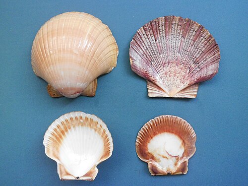 Zigzag Scallop