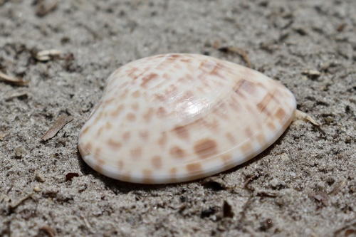 Calico Clam