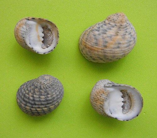 Four-toothed Nerite