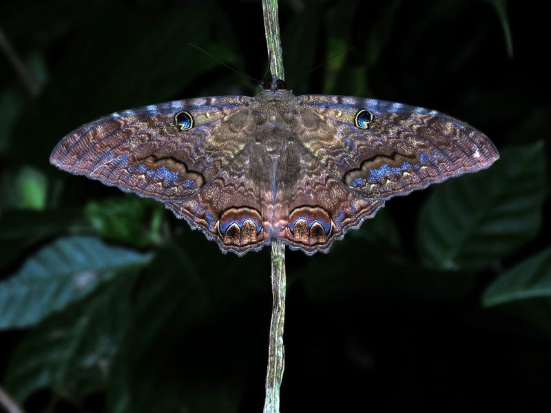 Black witch moth