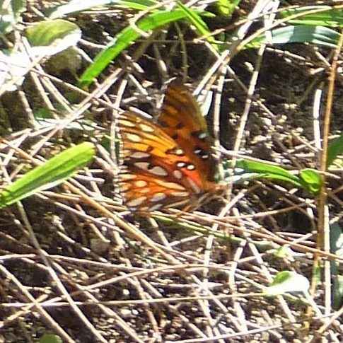 Gulf fritillary