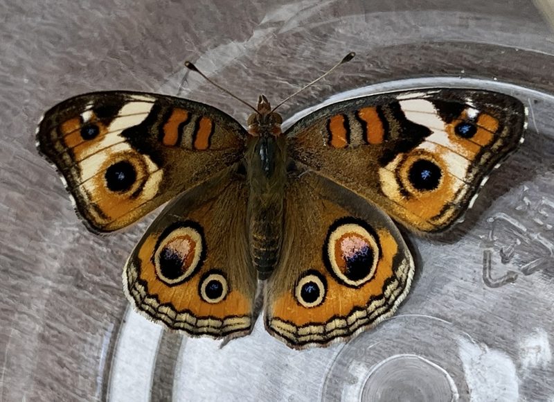 Bermuda buckeye