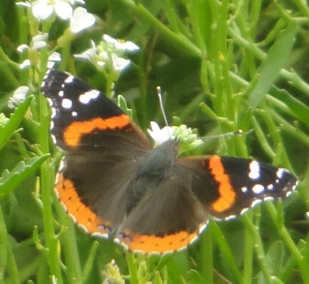 Red admiral