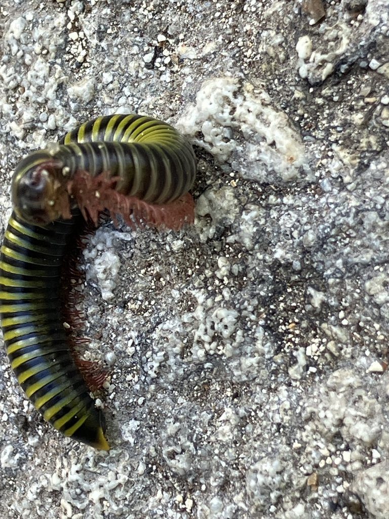 Bumblebee millipede