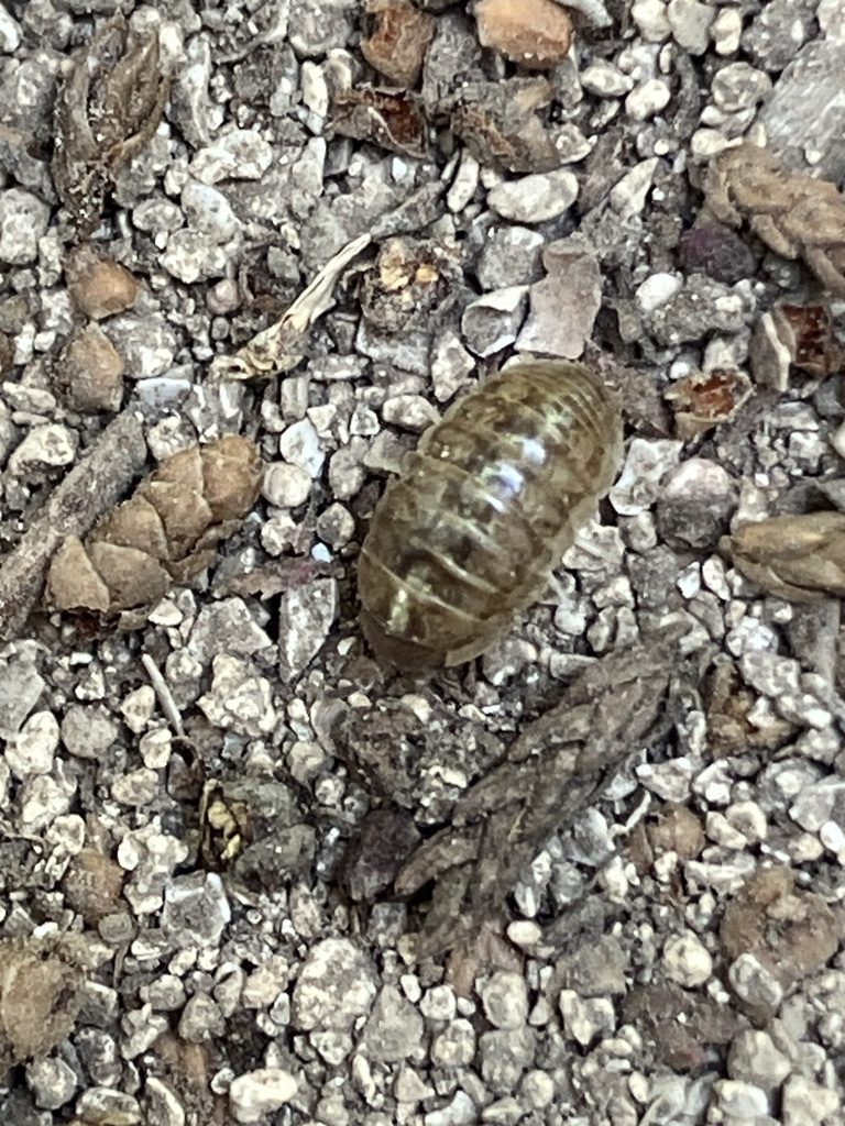 Pill woodlouse