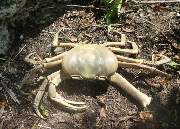 Giant land crab (blue land crab)