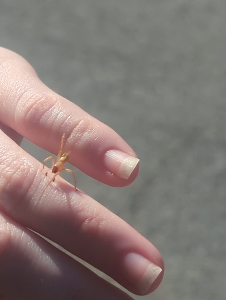 Yellow ghost spider