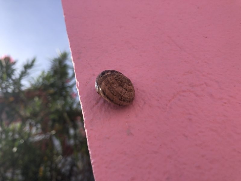 Milk snail