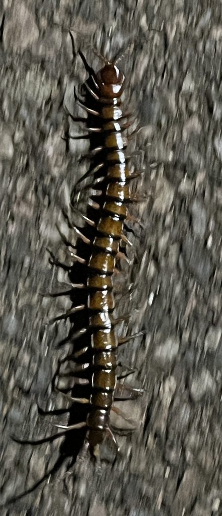 Bermuda centipede
