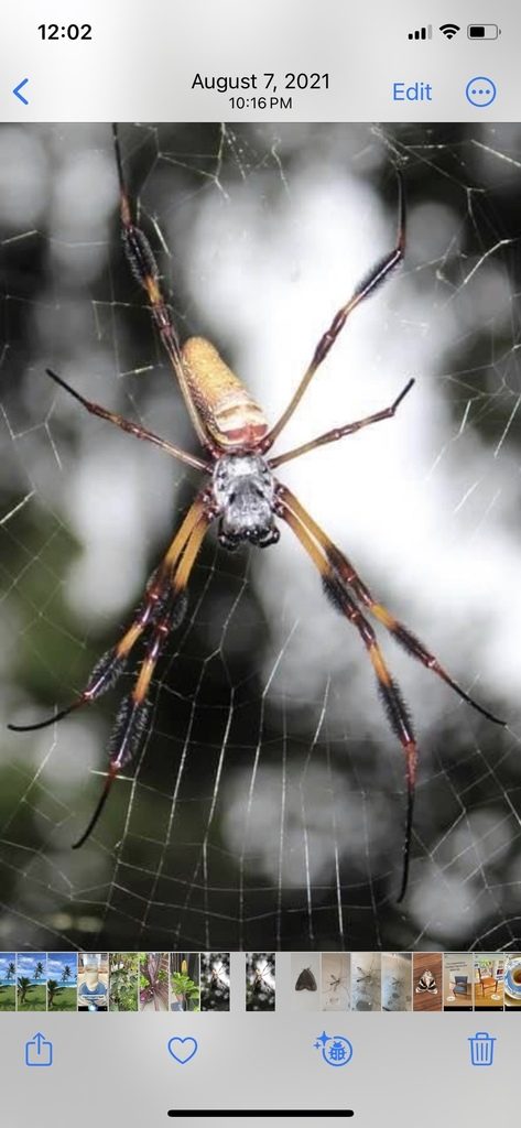 Golden silk orb-weaver