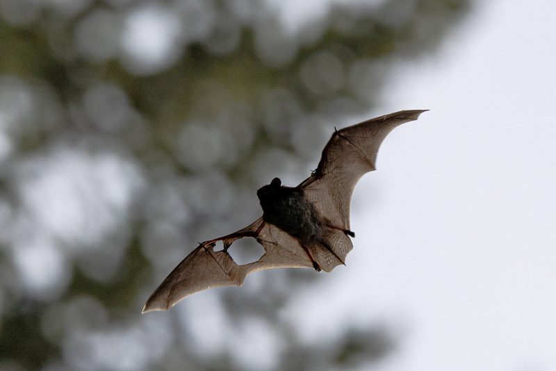 Silver-haired bat