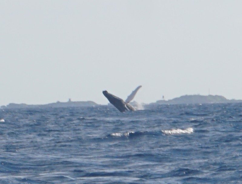Humpback whale