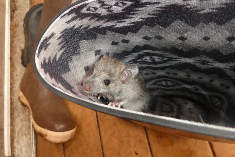 Brown rat