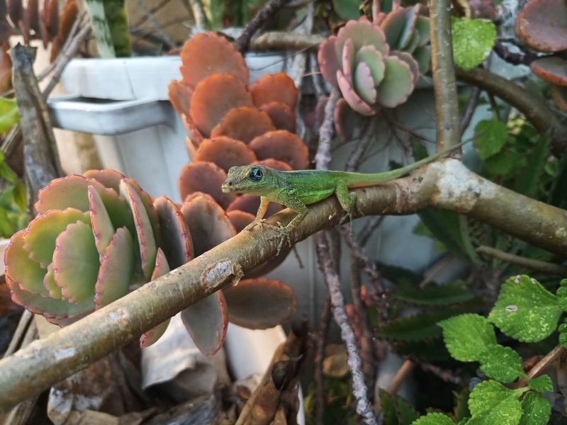 Somerset lizard (Barbados anole)