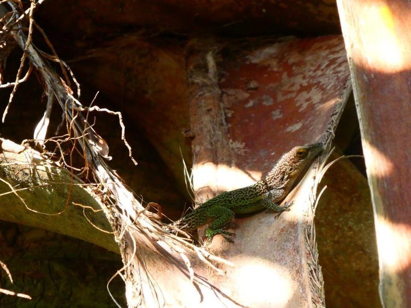Warwick lizard (Antiguan anole)